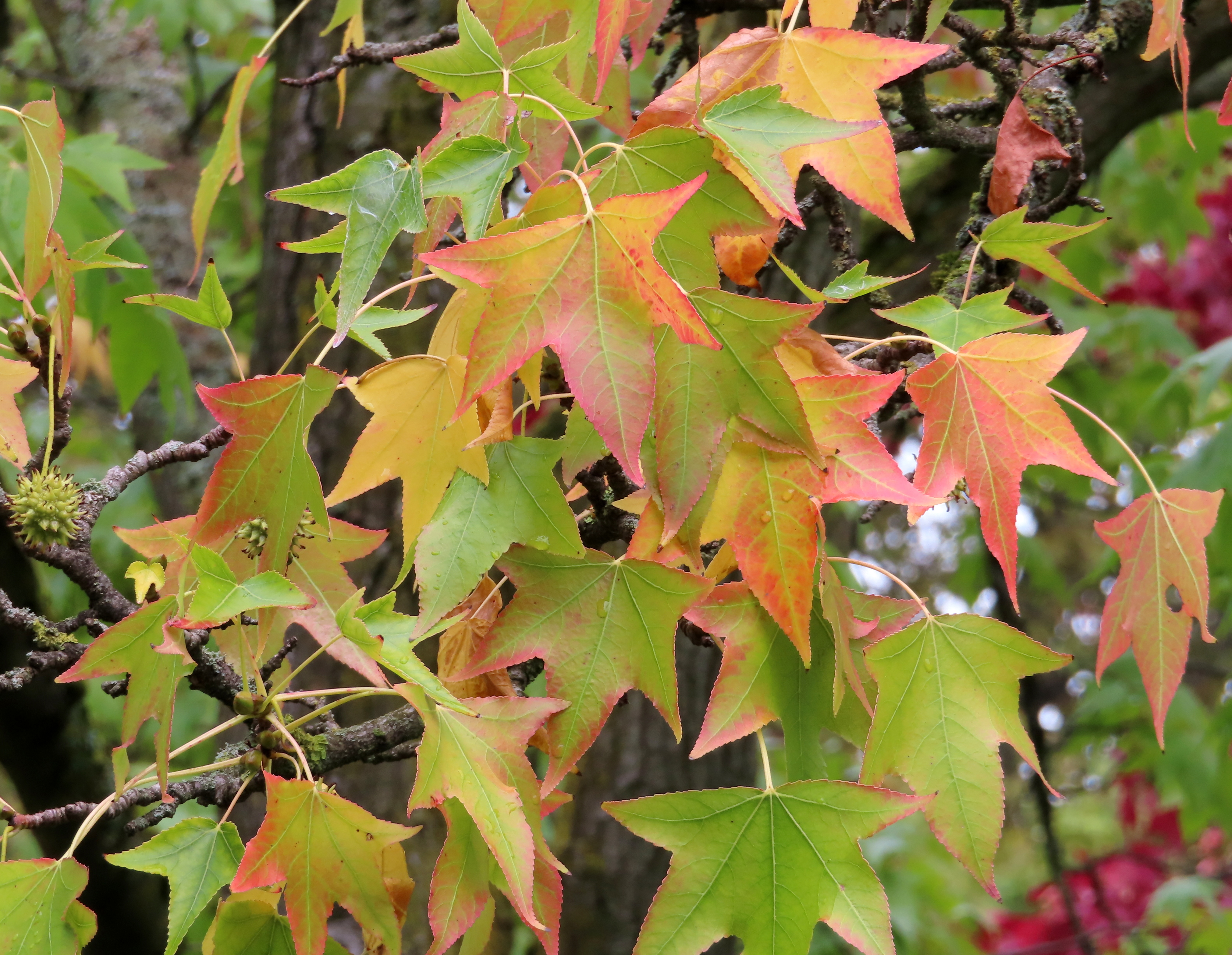 Liquidambar_styraciflua.jpg