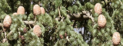 Cedrus_atlantica_8b.jpg