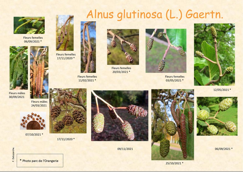 fleur_au_fruit_fevrier_2022.jpg