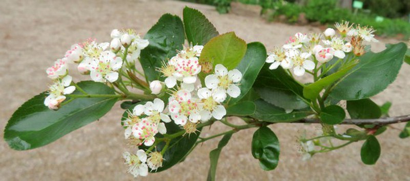 Aronia__melanocarpa.jpg