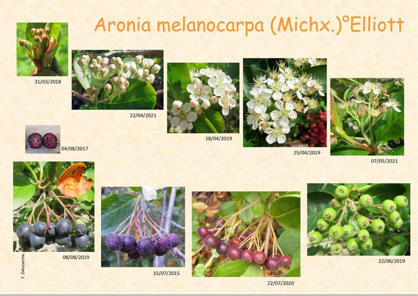 fleur_au_fruit_2.jpg