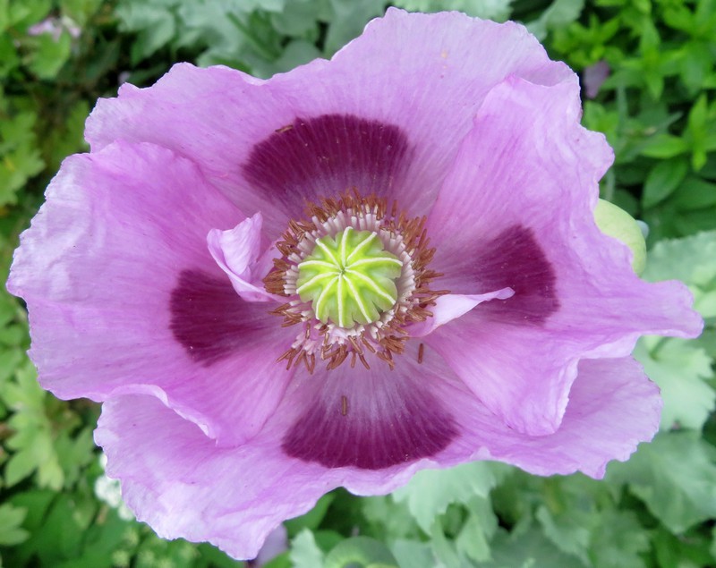 Papaver__somniferum_juin.jpg