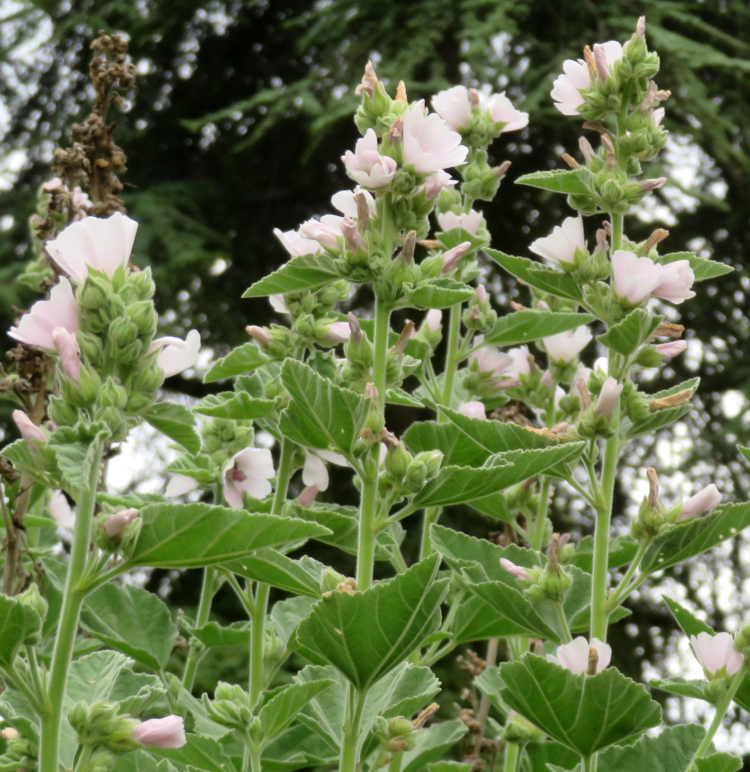 fichier121_althaea_officinalis.jpg