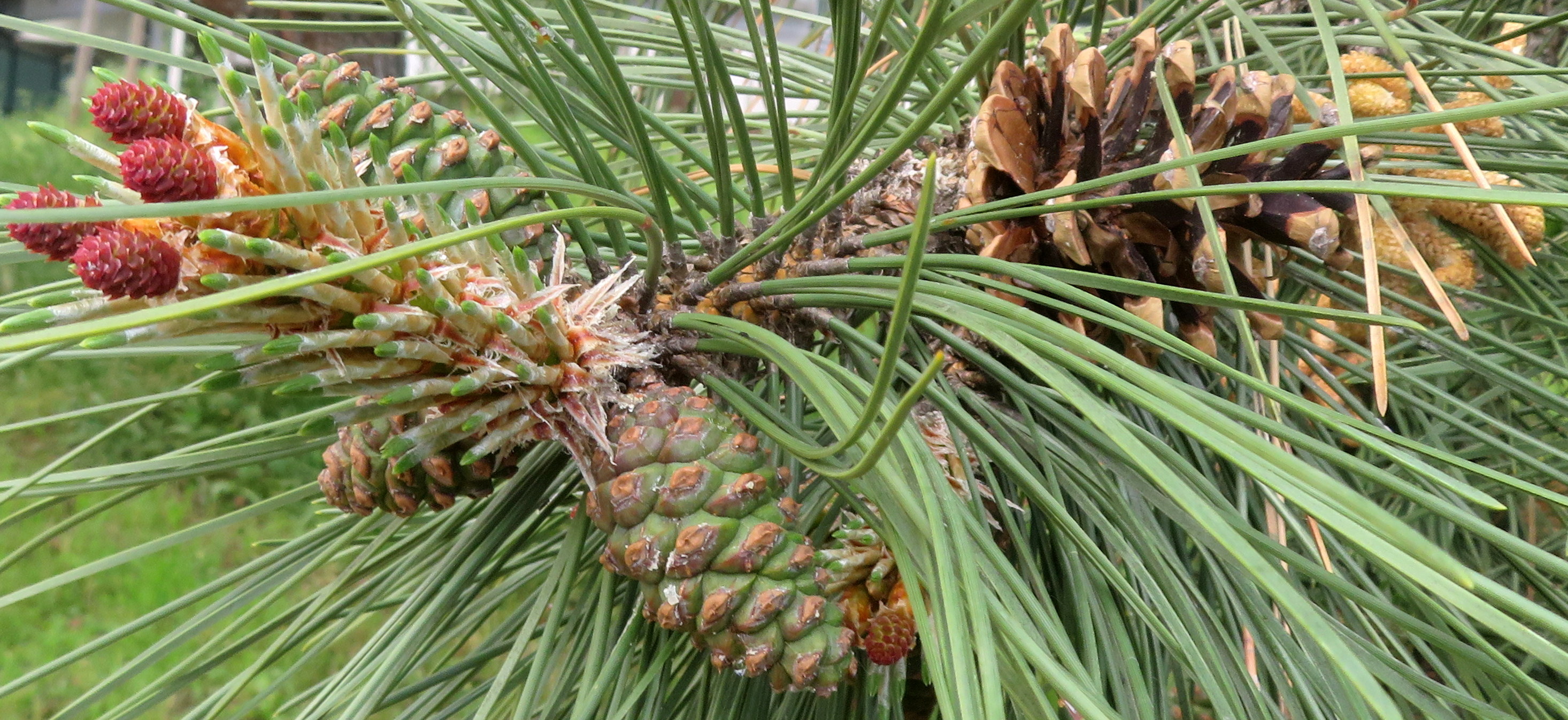 Pinus_nigra.jpg