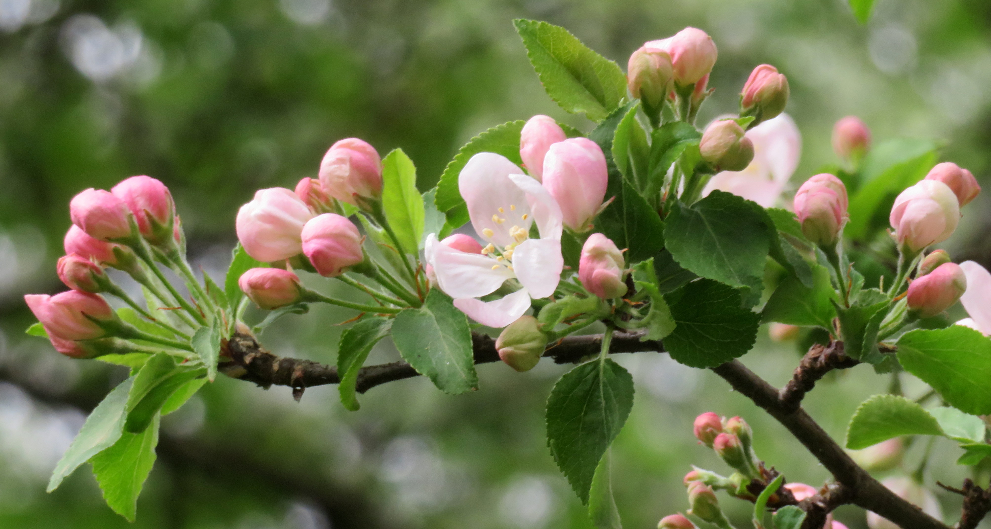 Malus_sylvestris.jpg