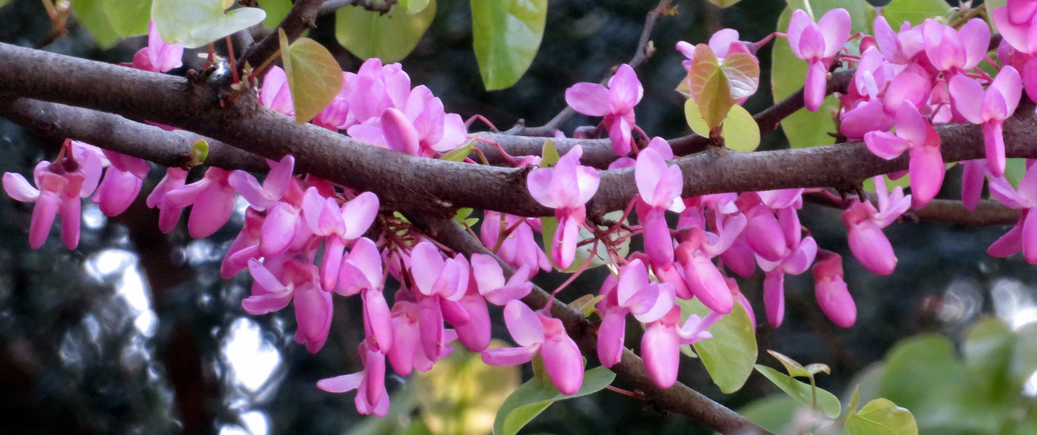 Cercis_siliquastrum.jpg