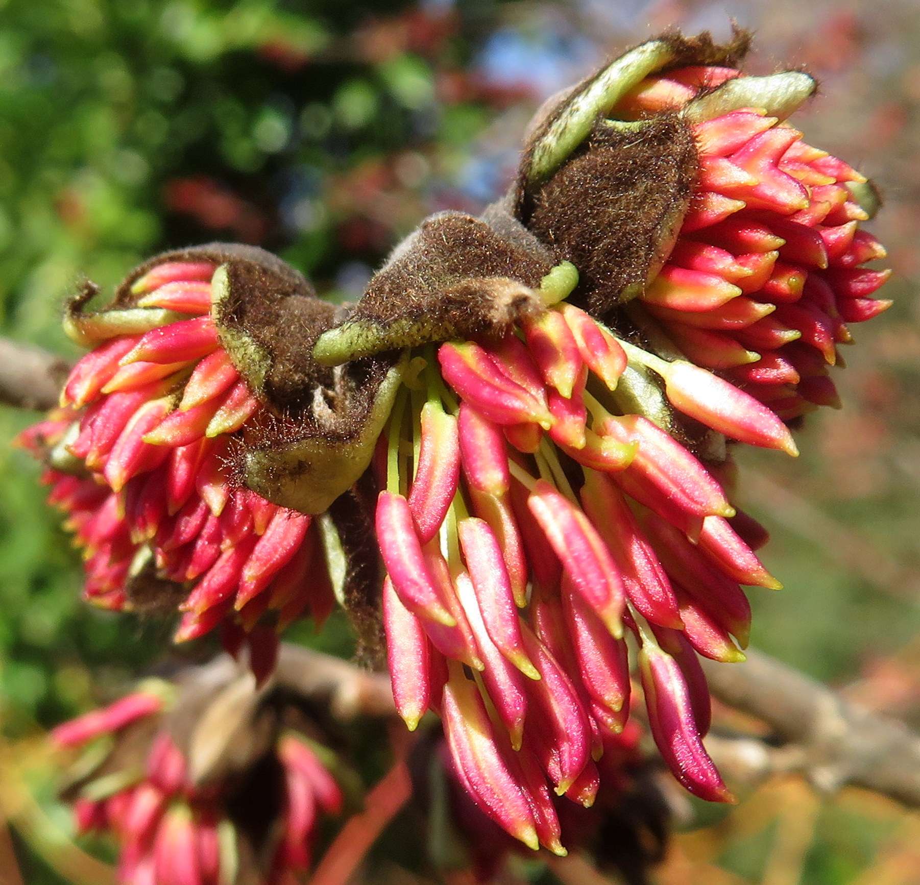 Parrotia_persica.jpg