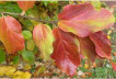 fleur_au_fruit_2023_3.jpg