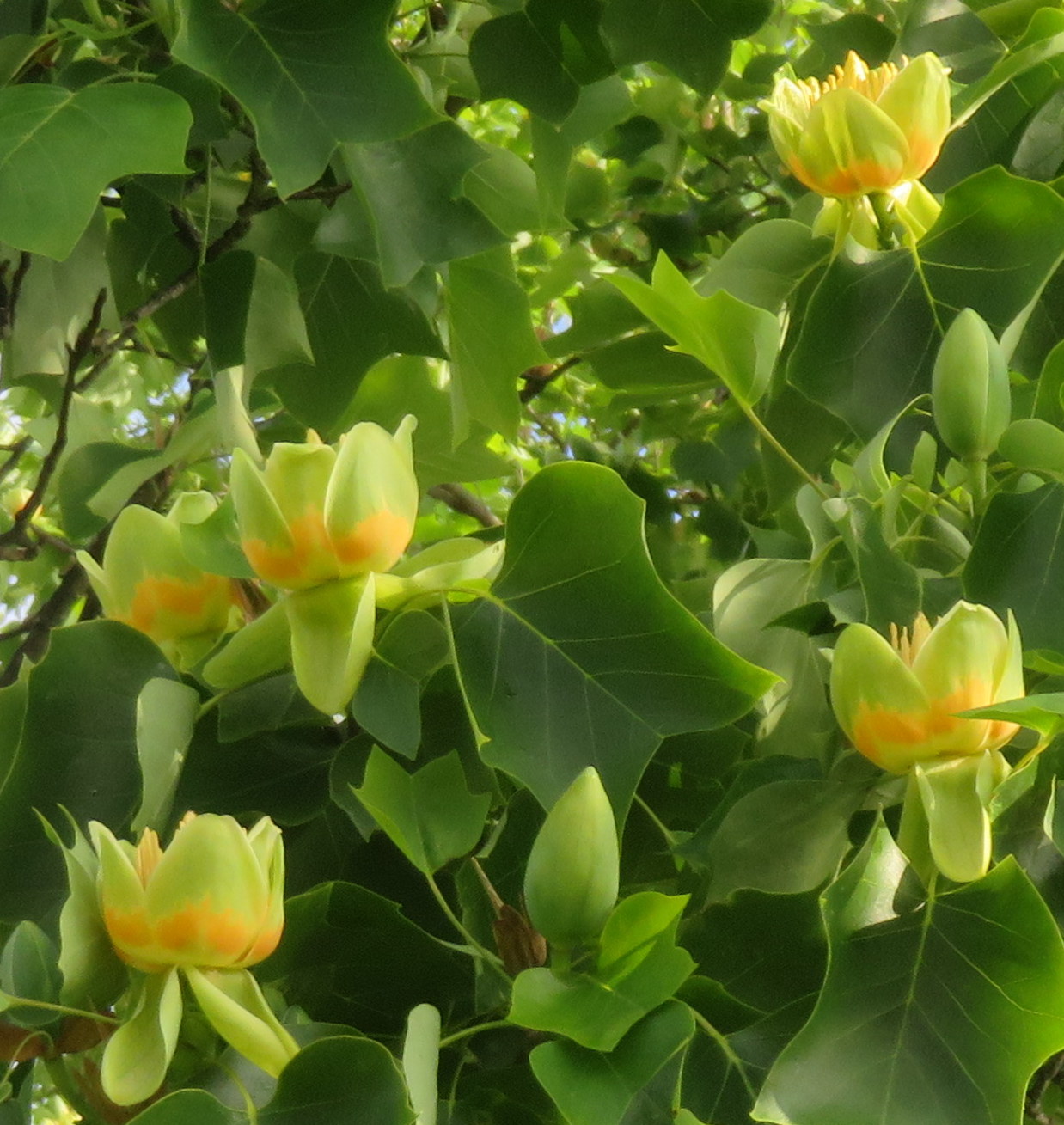 Liriodendron_tulipifera.jpg