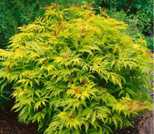 sambucus_racemosa_sutherland_gold.jpg