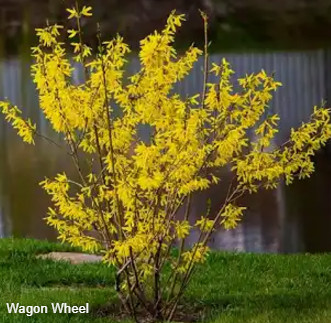 forsythia.jpg