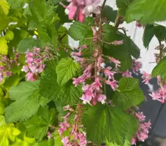 groseillier_a_fleurs.jpg