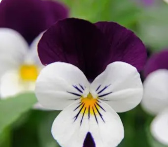 violette.jpg