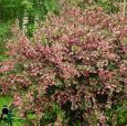 weigela.jpg