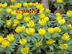 eranthis.jpg