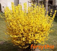 forsythia.jpg