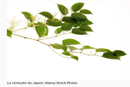 RENOUE_DU_JAPON.jpg