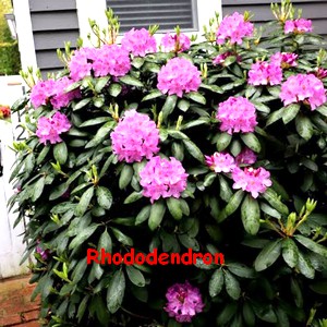 RHODODENDRON.jpg