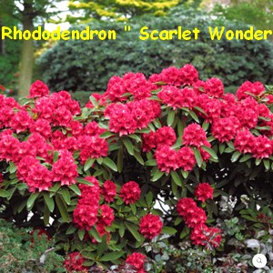 RHODODENDRON_SCARLET_WONDER.jpg