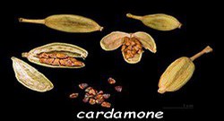 cardamome.jpg