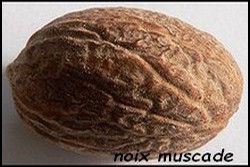 noix_muscade.jpg