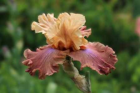 iris_10.JPG