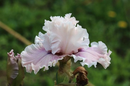 iris_113.jpg