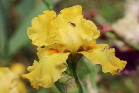 iris_6.JPG